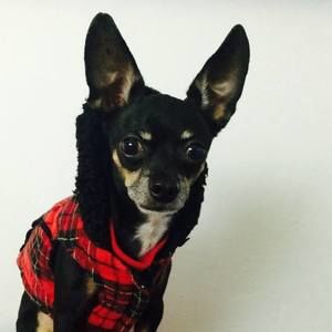 Meet your Posher, Edda